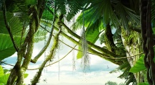 JUNGLE