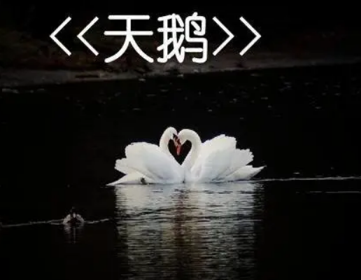 管弦乐曲天鹅的作者是谁？